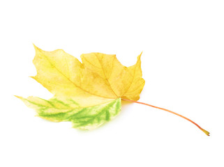 Autumn yellow maple leaf isolated