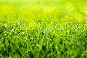 field of grass