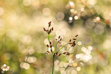 Grass flower in the morning