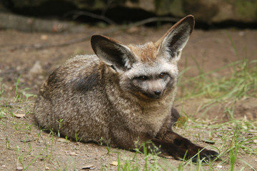 Bat-eared fox (Otocyon megalotis).