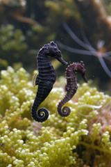 Seahorse (Hippocampus) in an aquarium..
