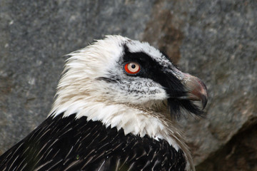 Bearded vulture (Gypaetus barbatus).