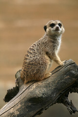 Meerkat (Suricata suricatta), also known as the suricate.