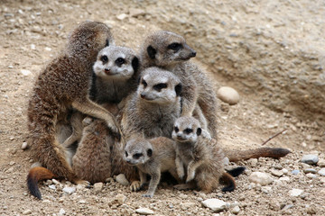 Meerkats (Suricata suricatta), also known as the suricates.