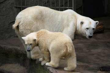 Polar bear cub (Ursus maritimus) with its mum.