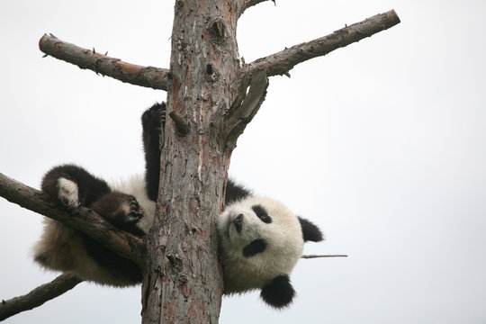 Giant Panda Cub (Ailuropoda Melanoleuca).