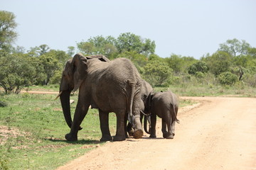 Elefantenkuh unterwegs mit ihren Kindern