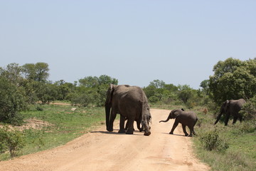 Fototapeta na wymiar Elefantenfamilie