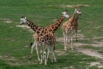 Naklejka na ściany i meble Four giraffes (Giraffa camelopardalis). .