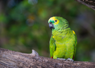 macaw sitting on branch