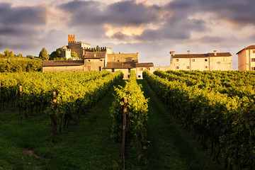 beautiful landscape with vineyards