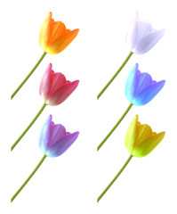 Fototapeta premium Tulips