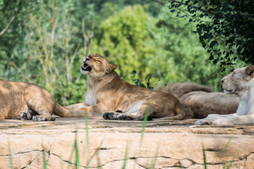 Naklejka na ściany i meble Group of lions resting on a rock, in the shade of the vegetation