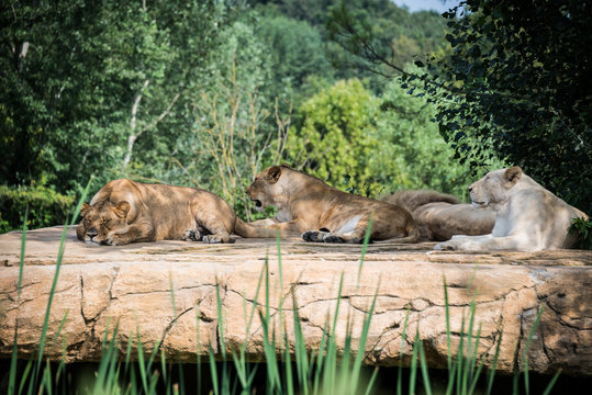 Group of lions resting on a rock, in the shade of the vegetation