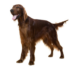 Irish Setter