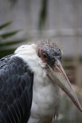 Marabu