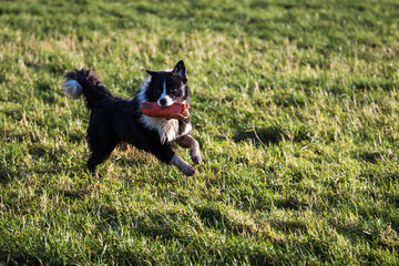 Border Collie