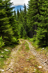 Fototapeta na wymiar landscape with road and pine forest