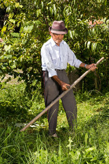 Old farmer using scythe to mow the grass