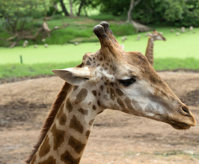 giraffe