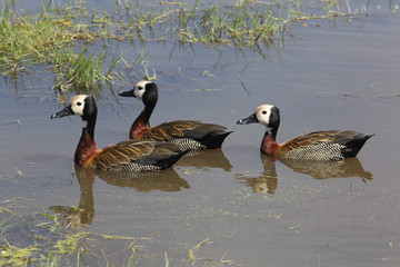 schwimmende Enten