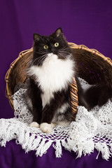 Black and white cat sitting near the basket. Purple background.
