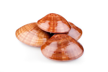 Fasolari Or Smooth Clams © CorinaDanielaObertas