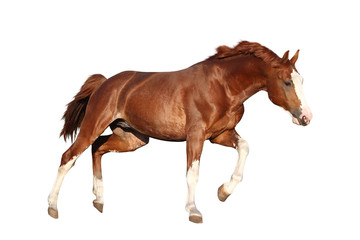 Fototapeta na wymiar Chestnut horse cantering isolated on white background