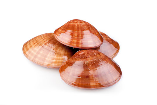 Fasolari Or Smooth Clams