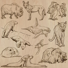 Fototapeta na wymiar Animals around the World (part 22). Hand drawn vector pack.