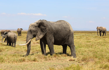 Elefant in Afrika