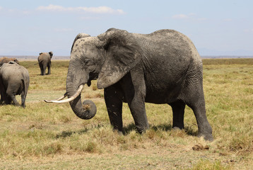 fressender Elefant