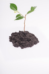 Concept of new life