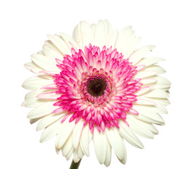 white and magenta gerbera