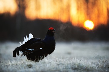 Sunrise Backlight Portrait of  Black grouse (Tetrao tetrix)