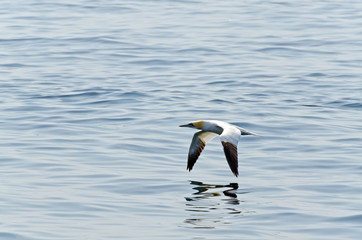 Northern gannet