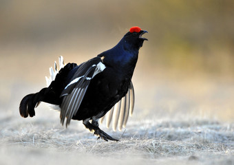 Portrait of a Gorgeous lekking black grouse (Tetrao tetrix). 