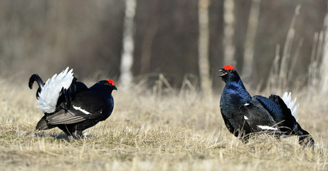 Fighting lekking black grouses (Tetrao tetrix)