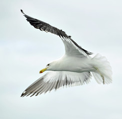 flying seagull