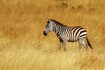 Zebra on the Masai Mara in Africa