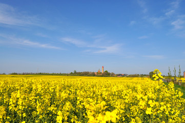 Rapsfeld im Hintergrund der  Leuchturm Kap Arkona