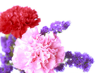 pink Flower in soft color style - Stock Image