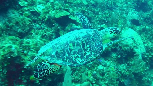 Tartaruga