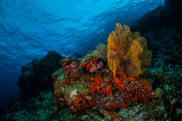 Fototapeta na wymiar Sea fan Subergorgia mollis in Banda, Indonesia underwater