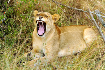 Lion on the Masai Mara in Africa