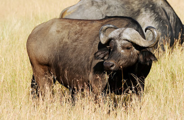 Cape Buffalo on the Masai Mara in Africa