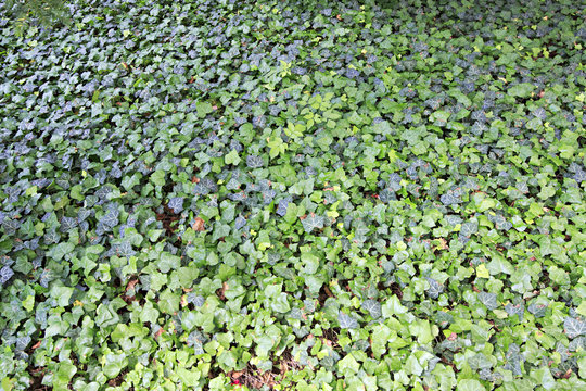 Green lawn ivy
