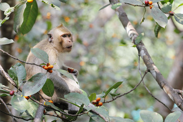monkey eat food on tree in thailand