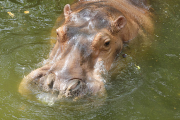 close up hippopotamus