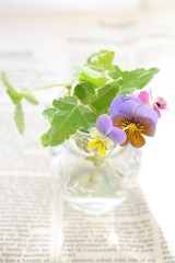 ビオラの花あしらい